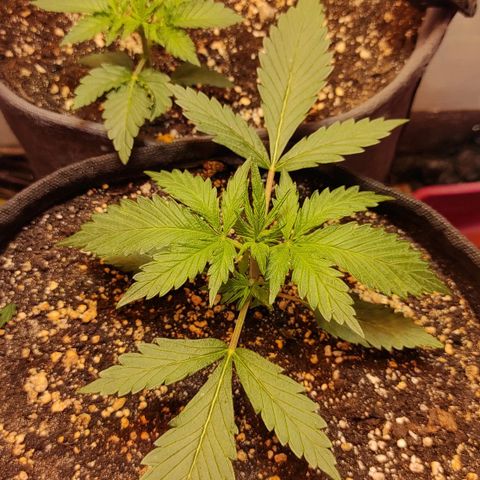 Амнезия авто лемон growlog timeline photo