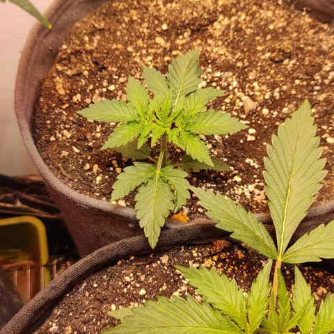 Горила авто  growlog timeline photo