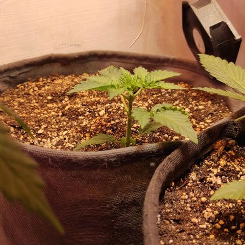Горила авто  growlog timeline photo