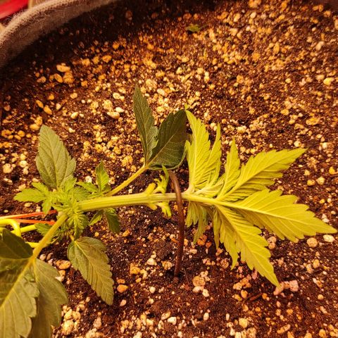 Горила авто  growlog timeline photo