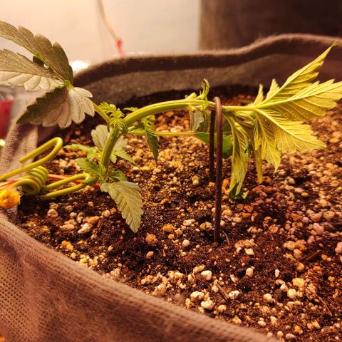 Горила авто  growlog timeline photo