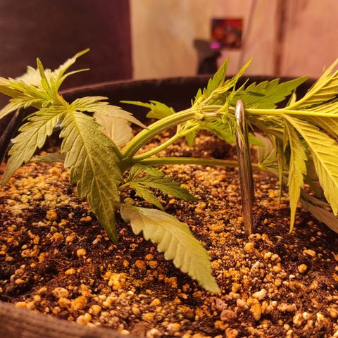 Амнезия авто лемон growlog timeline photo