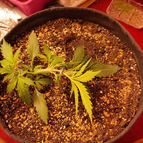 Амнезия авто лемон growlog timeline photo