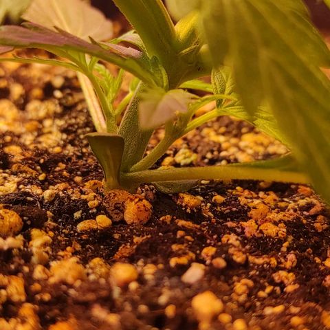 Амнезия авто лемон growlog timeline photo