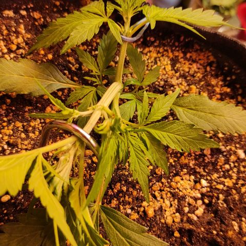 Амнезия авто лемон growlog timeline photo