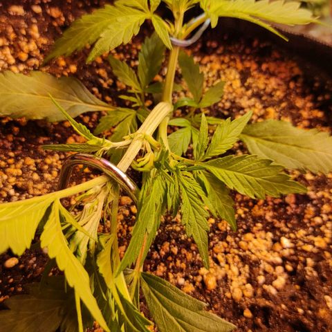 Амнезия авто лемон growlog timeline photo