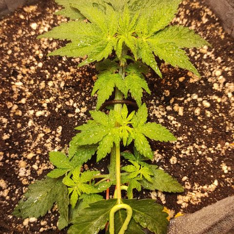 Горила авто  growlog timeline photo