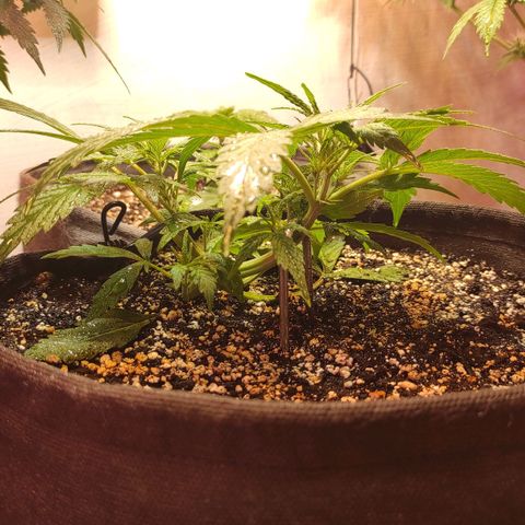 Амнезия авто лемон growlog timeline photo