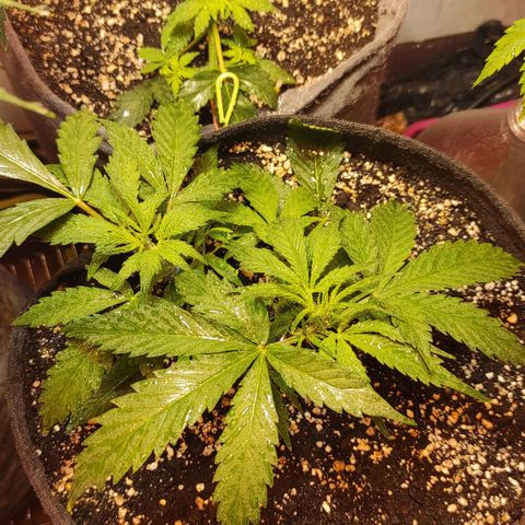 Амнезия авто лемон growlog timeline photo
