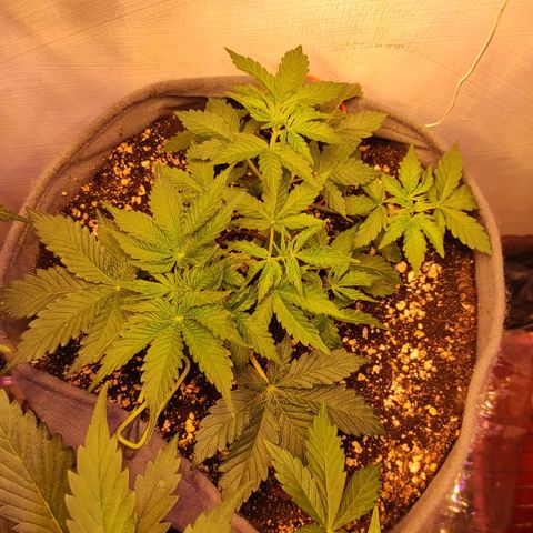 Горила авто  growlog timeline photo