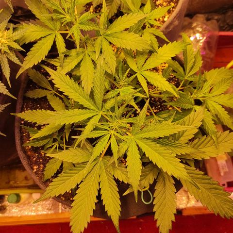 Амнезия авто лемон growlog timeline photo