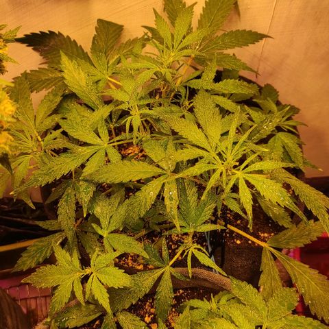 Амнезия авто лемон growlog timeline photo