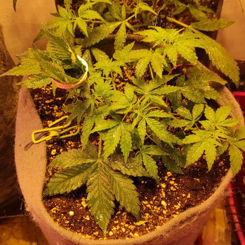 Горила авто  growlog timeline photo