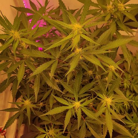 Амнезия авто лемон growlog timeline photo