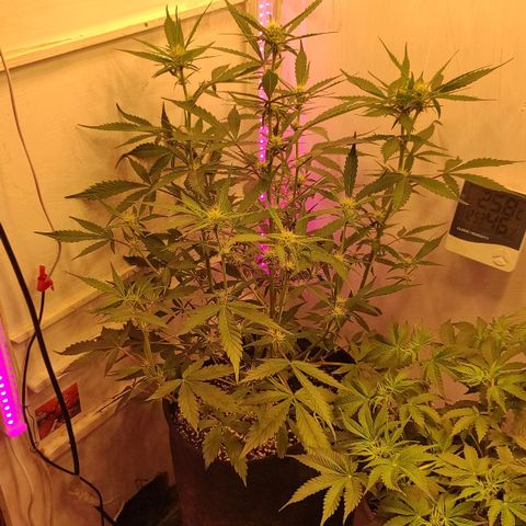 Амнезия авто лемон growlog timeline photo