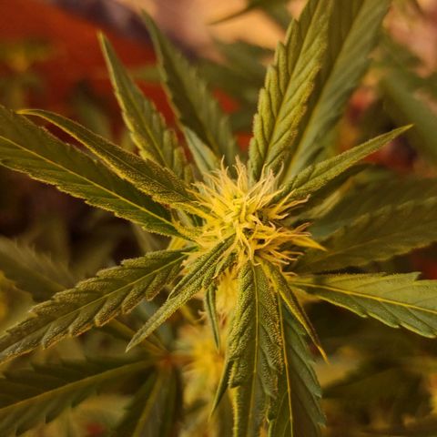 Амнезия авто лемон growlog timeline photo