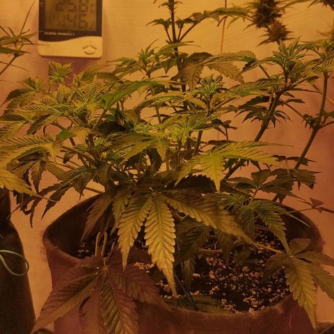 Амнезия авто лемон growlog timeline photo