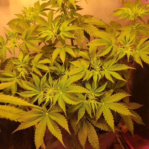 Горила авто  growlog timeline photo