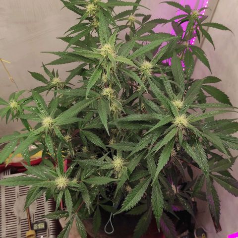Амнезия авто лемон growlog timeline photo