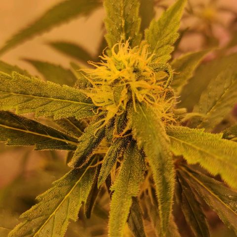 Амнезия авто лемон growlog timeline photo