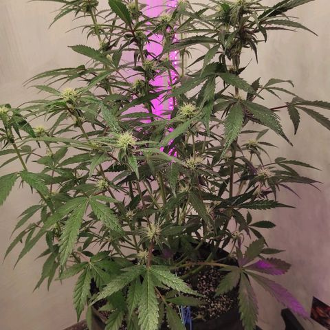 Амнезия авто лемон growlog timeline photo