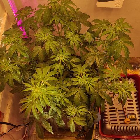 Горила авто  growlog timeline photo