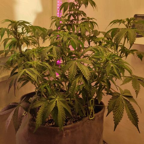 Горила авто  growlog timeline photo