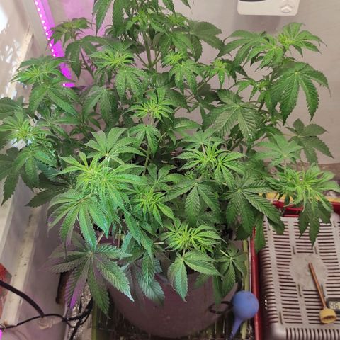 Горила авто  growlog timeline photo