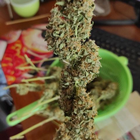 Горила авто  growlog timeline photo