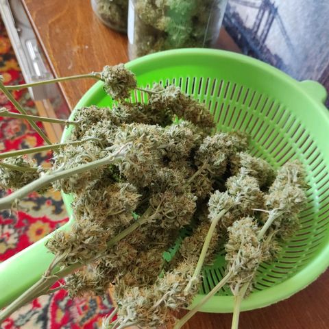 Горила авто  growlog timeline photo