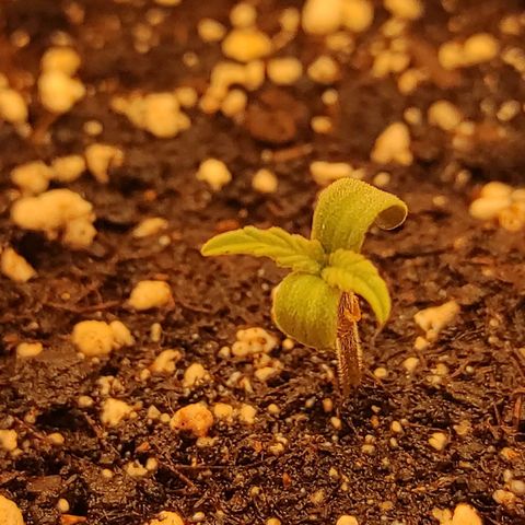 Bruce Banner  growlog photo