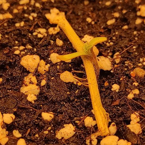 Bruce Banner  growlog photo