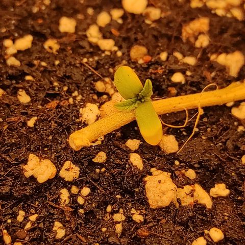 Bruce Banner  growlog photo
