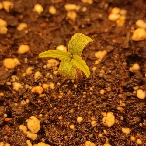 Bruce Banner  growlog photo