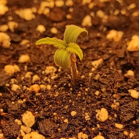 Bruce Banner  growlog timeline photo