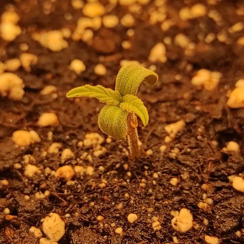 Bruce Banner  growlog timeline photo