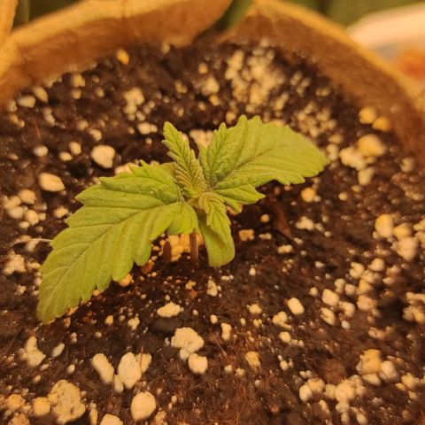 Bruce Banner  growlog timeline photo