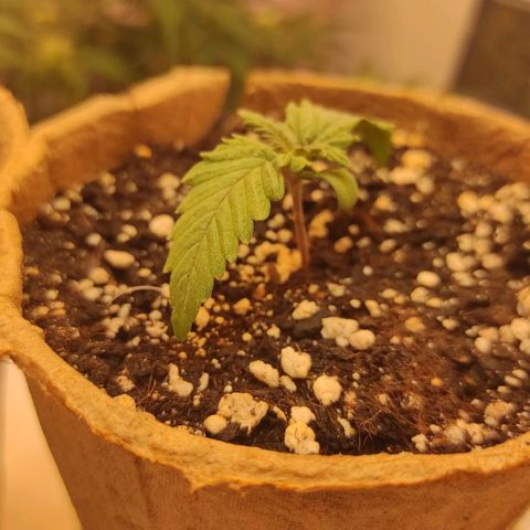 Bruce Banner  growlog timeline photo