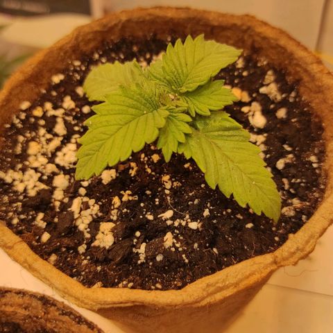 Bruce Banner  growlog timeline photo