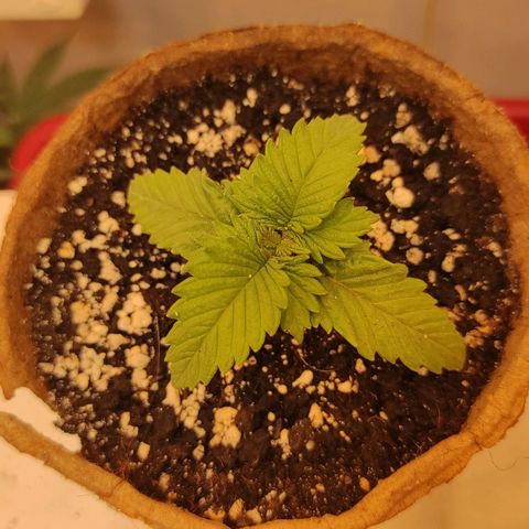Bruce Banner  growlog timeline photo