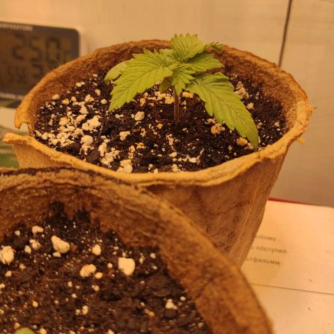 Bruce Banner  growlog timeline photo