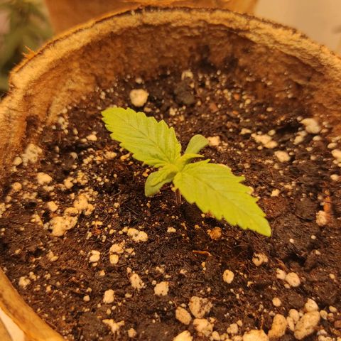 Брюс баннер 2  growlog timeline photo