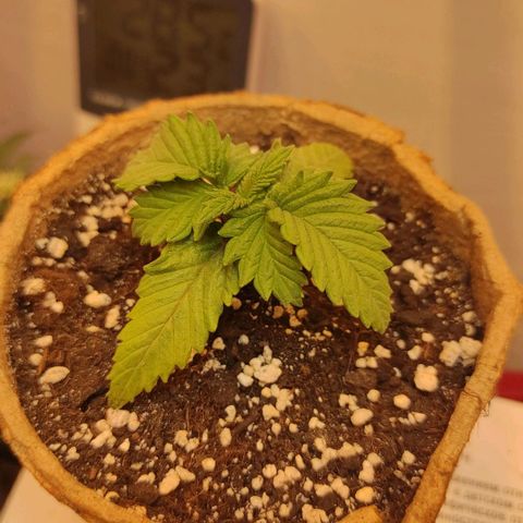 Bruce Banner  growlog timeline photo