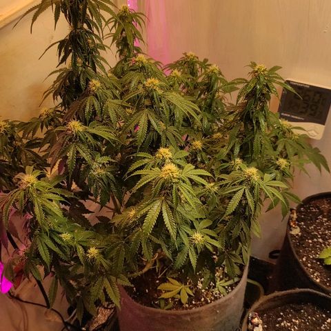 Горила авто  growlog photo: После пролива 