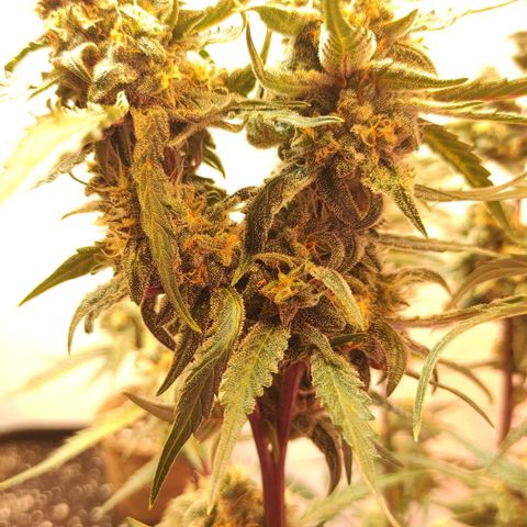 Амнезия авто лемон growlog photo: Сделал промывку ждём 