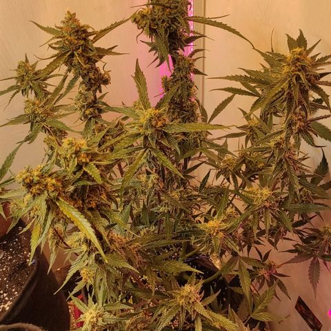 Амнезия авто лемон growlog photo: Сделал промывку ждём 