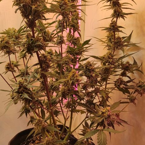 Амнезия авто лемон growlog photo: Сделал промывку ждём 