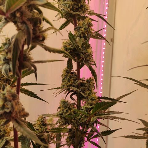 Амнезия авто лемон growlog photo: Сделал промывку ждём 