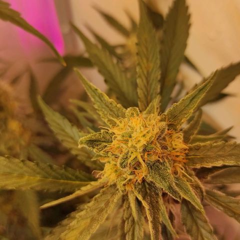 Амнезия авто лемон growlog photo: Сделал промывку ждём 