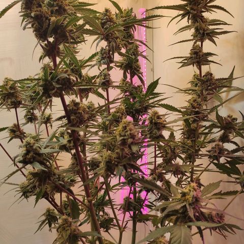 Амнезия авто лемон growlog photo: Сделал промывку ждём 